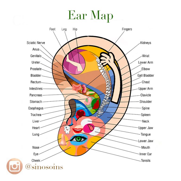 Ear Map in TCM Sinosoins Clinic